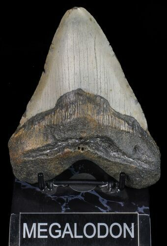 Megalodon Tooth - North Carolina #67315